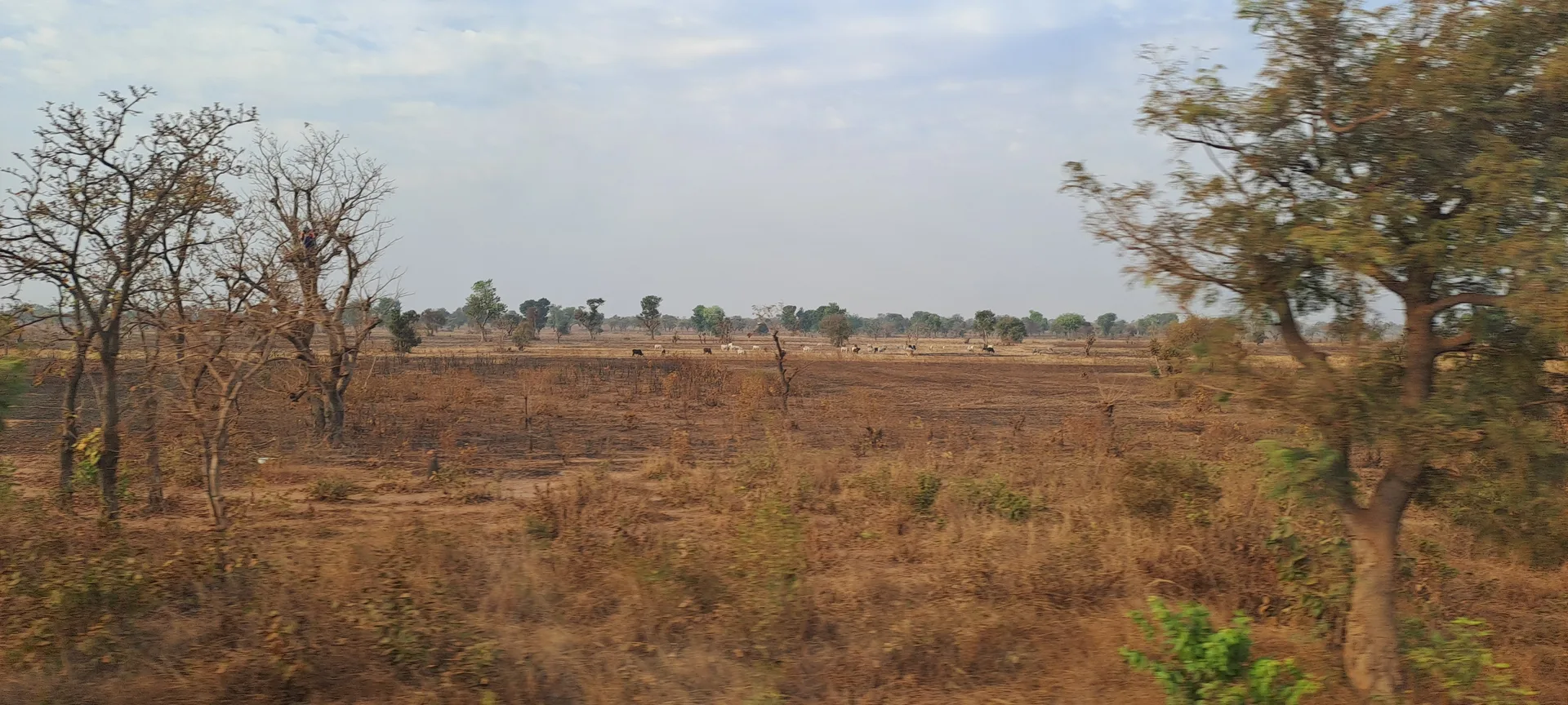 Steppenlandschaft Tamale Ghana